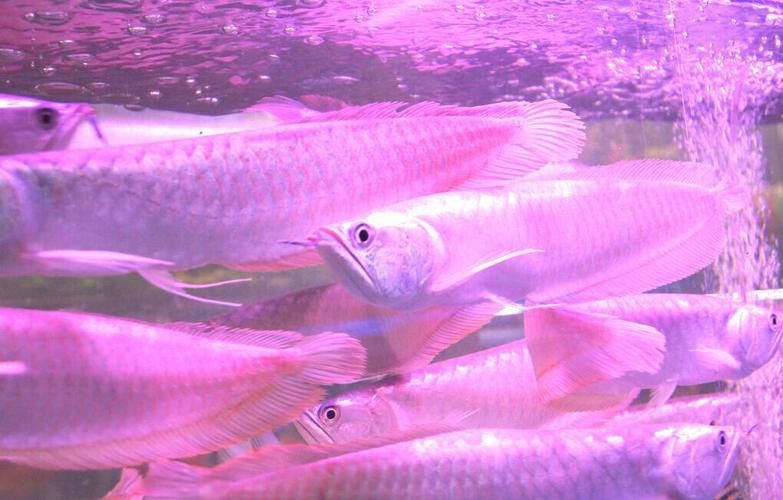紫色銀龍魚圖片欣賞