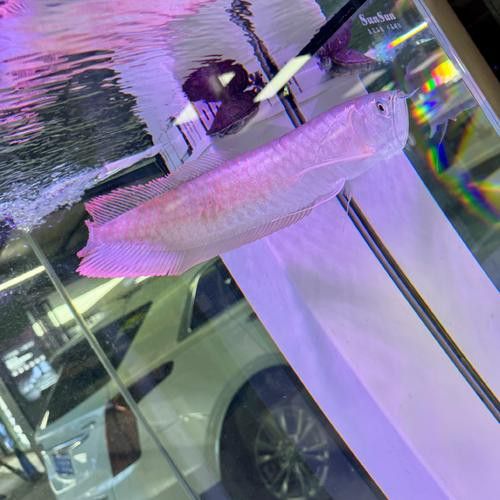 紫色銀龍魚圖片欣賞