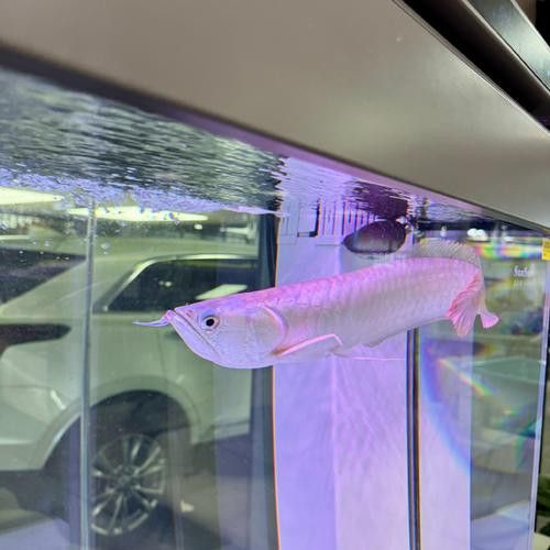 紫色銀龍魚圖片欣賞
