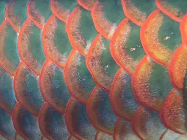 龍魚名字的由來是因為龍鱗嗎為什么：龍魚名字的由來是因為龍鱗嗎