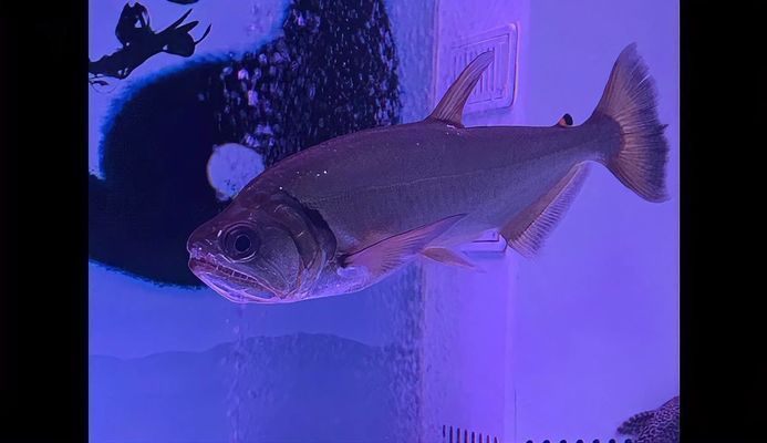 巨暴魚苗水溫調節技巧指南，確保最佳生長環境 巨暴魚苗水溫調節技巧指南，確保最佳生長環境 龍魚百科 第2張