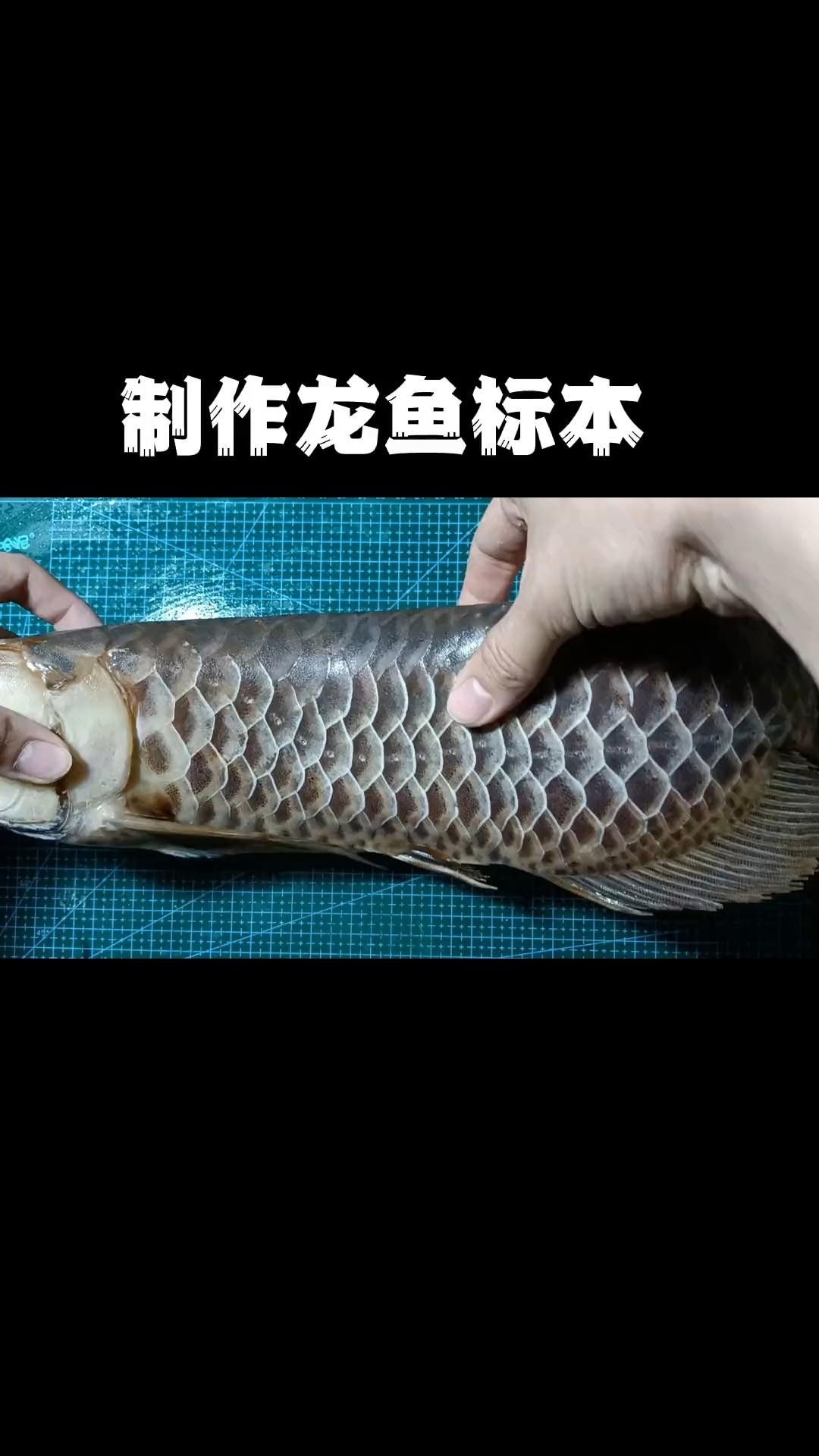 龍魚標本制作步驟是什么？