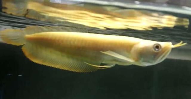 龍魚怎么馴養(yǎng)：馴養(yǎng)龍魚的注意事項
