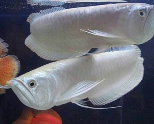 龍魚混養(yǎng)打架怎么辦,一直讓他打嗎：如何選擇適合龍魚的混養(yǎng)伙伴，龍魚混養(yǎng)隔離法操作步驟
