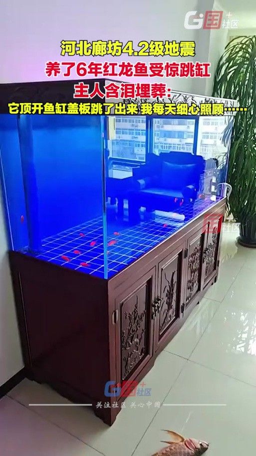 給我推薦幾款適合鳳凰紅龍魚的過濾器 給我推薦幾款適合鳳凰紅龍魚的過濾器 龍魚百科 第5張