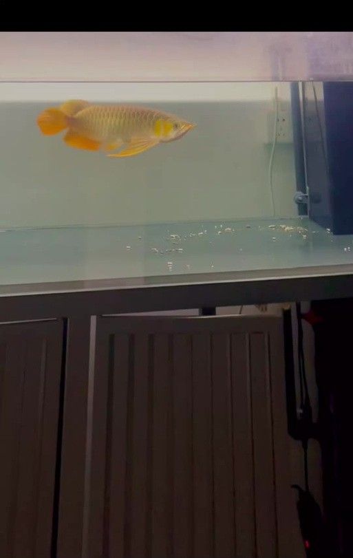 給我推薦幾款適合鳳凰紅龍魚的過濾器 給我推薦幾款適合鳳凰紅龍魚的過濾器 龍魚百科 第2張