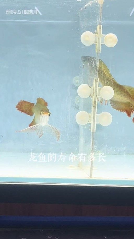 給我推薦幾款適合鳳凰紅龍魚的過濾器 給我推薦幾款適合鳳凰紅龍魚的過濾器 龍魚百科 第3張