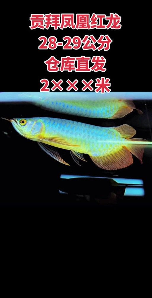 給我推薦幾款適合鳳凰紅龍魚的過濾器 給我推薦幾款適合鳳凰紅龍魚的過濾器 龍魚百科 第7張