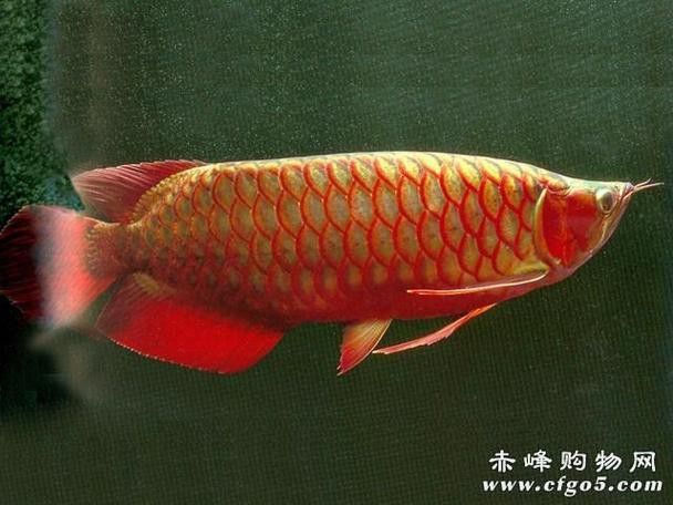紅龍魚有幾個品種圖片大全圖解