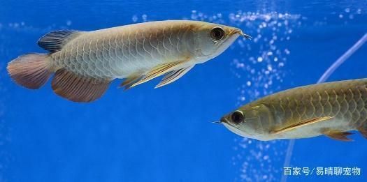 銀龍魚卵孵化環境優化策略：銀龍魚卵孵化環境的優化 銀龍魚卵孵化環境優化策略：銀龍魚卵孵化環境的優化 龍魚百科 第5張