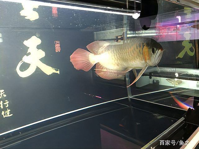 紅龍魚怎么區(qū)分公母圖片