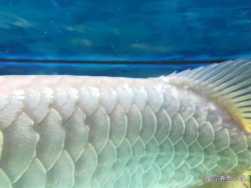 金龍魚鱗片變異會影響生長嗎？