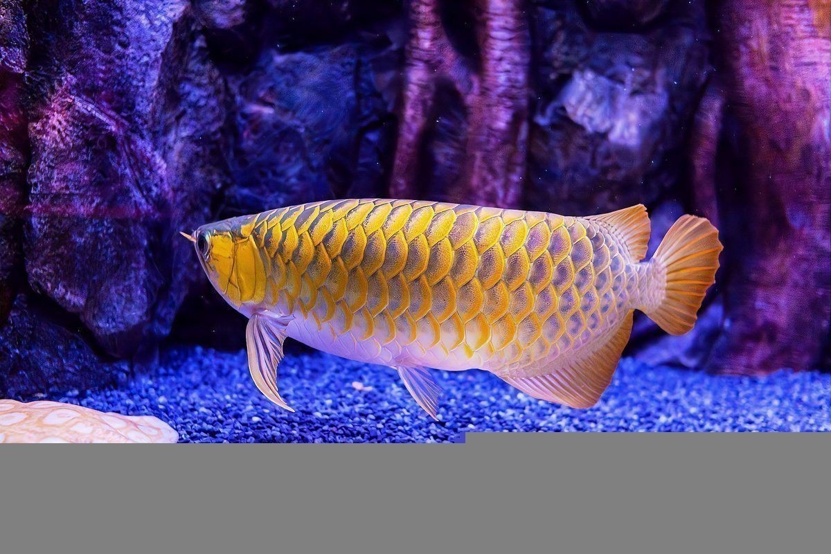 和銀龍魚相似的魚類