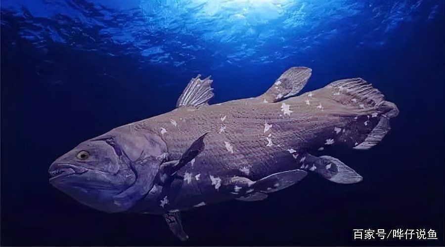 和銀龍魚相似的魚類