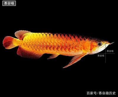 金龍魚(yú)體長(zhǎng)年齡對(duì)照表：金龍魚(yú)的體長(zhǎng)與年齡