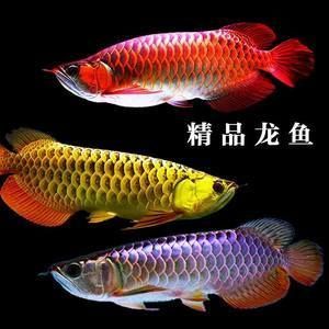 紅龍魚挑選幼苗（如何挑選紅龍魚幼苗） 紅龍魚挑選幼苗（如何挑選紅龍魚幼苗） 龍魚百科 第4張