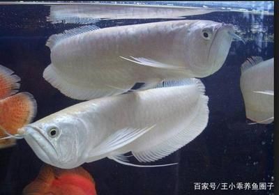 銀龍魚,魚魚鰭代泡是怎么了（銀龍魚魚鰭出現(xiàn)泡泡是怎么回事？）