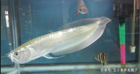 銀龍魚,魚魚鰭代泡是怎么了（銀龍魚魚鰭出現泡泡是怎么回事？）