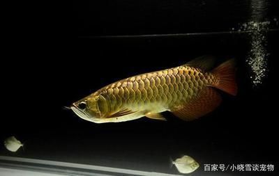 金龍魚不過背，金龍魚的養(yǎng)殖方法及注意事項
