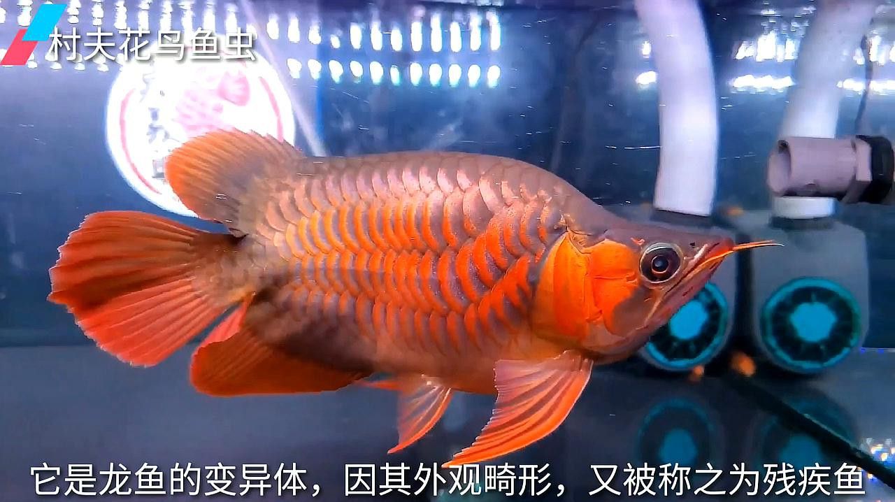 如何觀察福龍魚的動態表現？