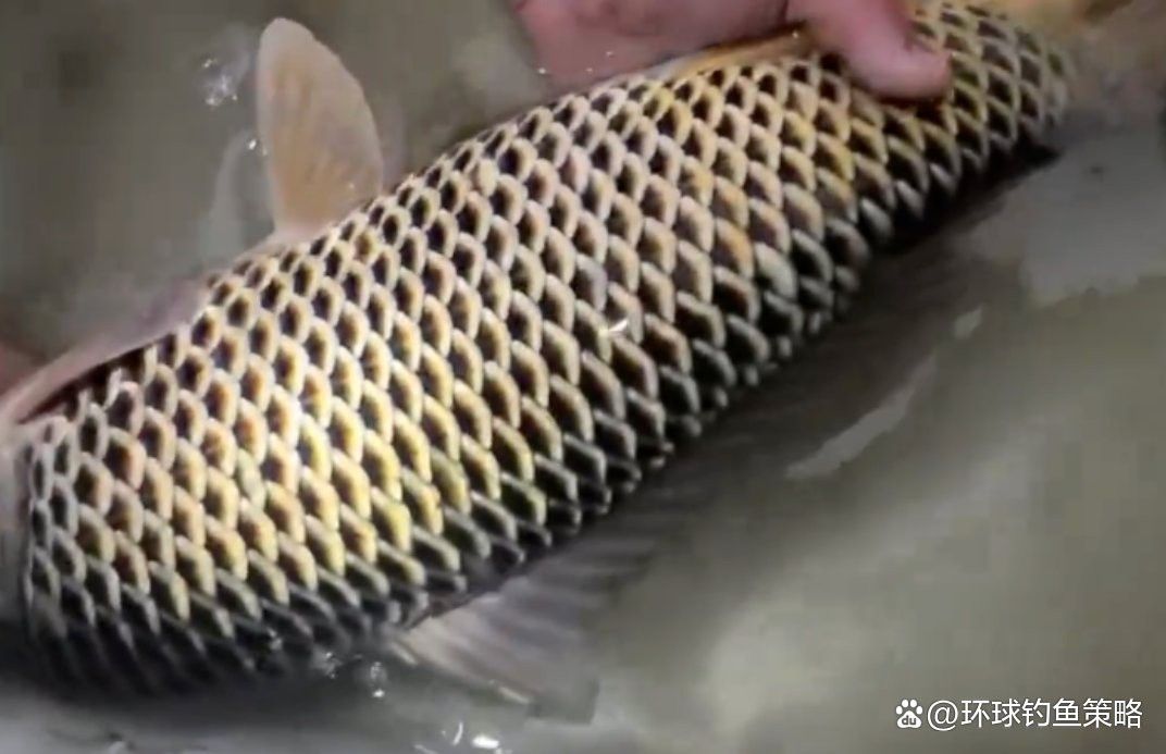 如何觀察福龍魚的動態表現？