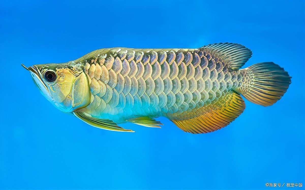 有收銀龍魚的嗎 有收銀龍魚的嗎 龍魚百科 第12張
