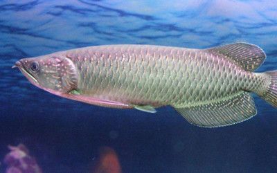 怎樣調理龍魚腸胃：如何對龍魚進行腸胃調理 怎樣調理龍魚腸胃：如何對龍魚進行腸胃調理 龍魚百科 第3張