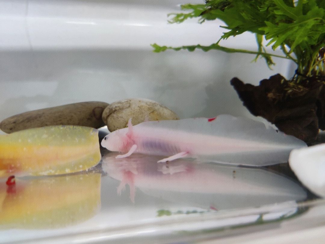 養(yǎng)六角龍魚魚缸要放什么：六角龍魚魚缸布置建議