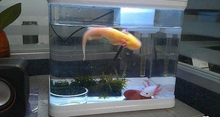 養(yǎng)六角龍魚魚缸要放什么：六角龍魚魚缸布置建議