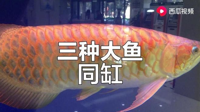 金龍魚銀龍魚混養視頻 金龍魚銀龍魚混養視頻 龍魚百科 第1張