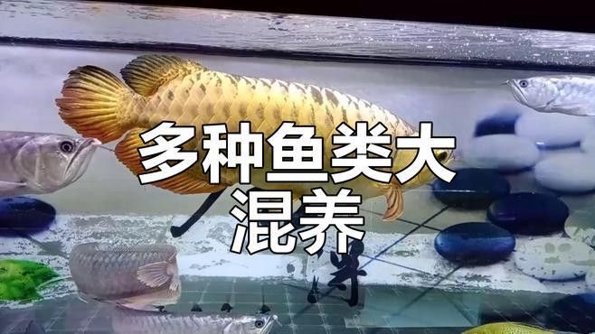 金龍魚銀龍魚混養視頻 金龍魚銀龍魚混養視頻 龍魚百科 第3張