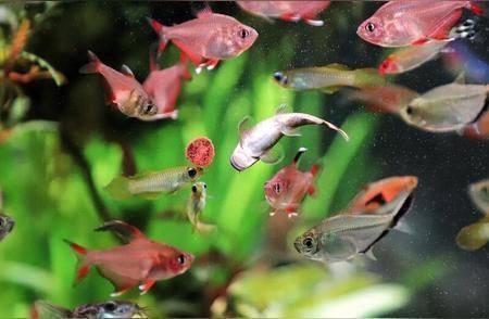 水族箱混養(yǎng)空間規(guī)劃指南：水族箱的混養(yǎng)規(guī)劃對(duì)于維護(hù)水質(zhì)和生物健康至關(guān)重要