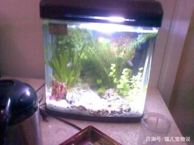 龍魚虎魚魚缸里擺放什么東西最好看：布置龍魚虎魚的魚缸時，選擇合適的裝飾物不僅能提升觀賞價值