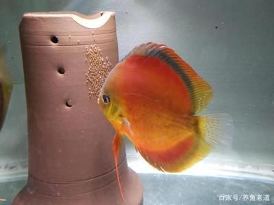 龍魚虎魚魚缸里擺放什么東西最好看：布置龍魚虎魚的魚缸時，選擇合適的裝飾物不僅能提升觀賞價值