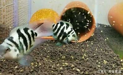 龍魚虎魚魚缸里擺放什么東西最好看：布置龍魚虎魚的魚缸時，選擇合適的裝飾物不僅能提升觀賞價值