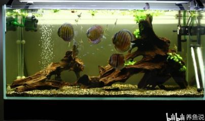 龍魚虎魚魚缸里擺放什么東西最好看：布置龍魚虎魚的魚缸時，選擇合適的裝飾物不僅能提升觀賞價值