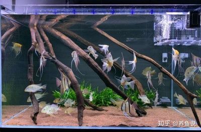 龍魚虎魚魚缸里擺放什么東西最好看：布置龍魚虎魚的魚缸時，選擇合適的裝飾物不僅能提升觀賞價值