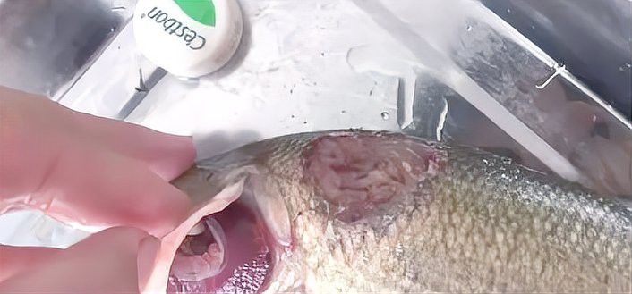 如何預防龍魚爛鰓？