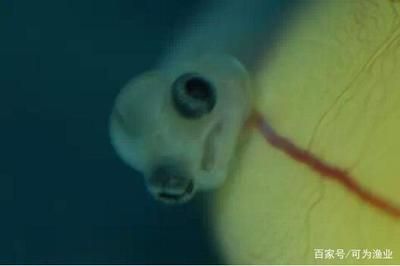 龍魚凸眼蒙眼怎么治療：龍魚凸眼和蒙眼怎么治療 龍魚凸眼蒙眼怎么治療：龍魚凸眼和蒙眼怎么治療 龍魚百科 第2張