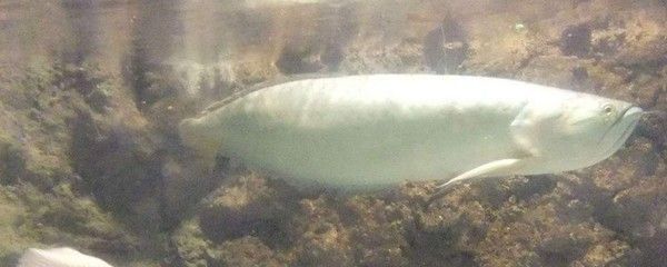 銀龍魚什么時候喂食最好（銀龍魚的喂食時間對其健康和生長有著重要影響）