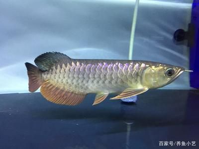 龍魚品種太多如何區分好壞：如何區分龍魚品種