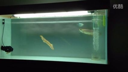 新入缸的龍魚呆在上層不游動，可能是由于環境變化引起的：新入缸的龍魚呆在上層不游動了