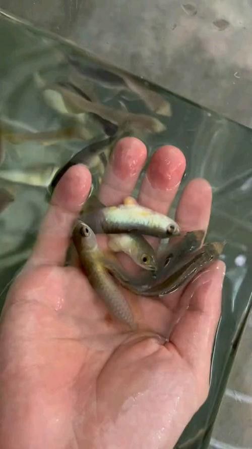 給我一些金龍魚魚苗的圖片參考
