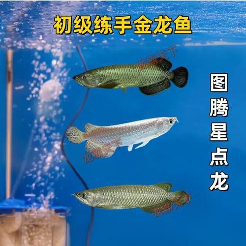 給我一些金龍魚魚苗的圖片參考