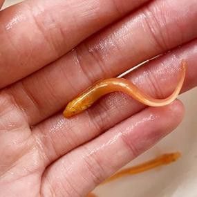 給我一些金龍魚魚苗的圖片參考