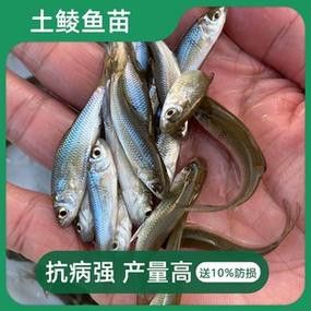 給我一些金龍魚魚苗的圖片參考