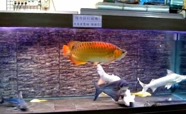龍魚害怕的表現(xiàn)是什么：龍魚害怕時的5個表現(xiàn)