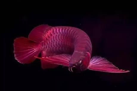 龍魚害怕的表現(xiàn)是什么：龍魚害怕時的5個表現(xiàn)