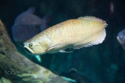 銀龍魚大口張嘴（銀龍魚大口張嘴可能由多種因素引起，）