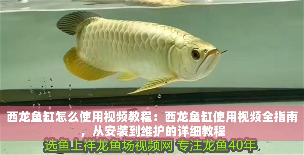 西龍魚缸怎么使用視頻教程：西龍魚缸使用視頻全指南，從安裝到維護的詳細教程